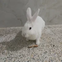 خرگوش