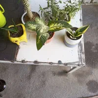 گل های اپارتمانی|گل و گیاه طبیعی|کرمانشاه, |دیوار