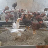 فروش مرغ و خروس محلی