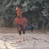 مرغ و خروس لاری