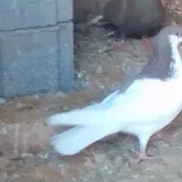 کفتر .کبوتر