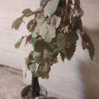 درخت مصنوعی همراه گلدان