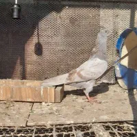 کبوتر پرشی|پرنده|علیآباد کتول, |دیوار