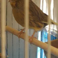 قناری نر و ماده