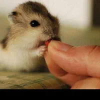 همستر کمپل روبروفسکی سوری و مینیاتوری|موش و خرگوش|اراک, |دیوار