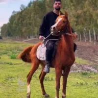 نریون عرب تک خون
