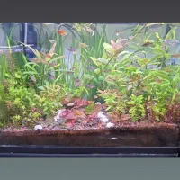 تنگ گیاه|گل و گیاه طبیعی|زاهدان, |دیوار