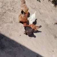 مرغ|حیوانات مزرعه|تاکستان, |دیوار