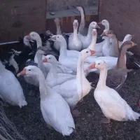 فروش غاز محلی|حیوانات مزرعه|نقده, |دیوار