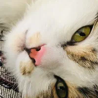 گربه گمشده|حیوانات|مرند, |دیوار