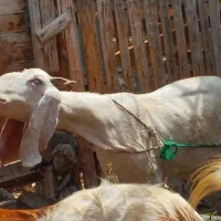چند عدد بز اصیل شیرا
