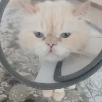 گربه پرشین|گربه|فردیس, شهرک شهید حسینی|دیوار