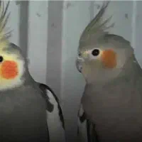فروش یک جفت نر و ماده پرنده عروس هلندی