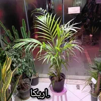 گل و گیاه آپارتمانی و بیرونی زیر قیمت بازار گل