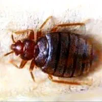 سم پاشی سمپاشی ساس حشرات دیگر تمام نقاط گارانتی