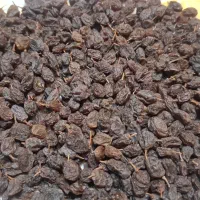 کشمش آفتابی تازه|خوردنی و آشامیدنی|مهاباد (آذربایجان غربی), |دیوار