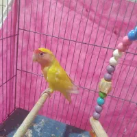 طوطی کوتوله رخ هلویی