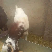 کار آموز ونیرو برا دامداری گوسفند و..