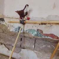 جوجه مگس