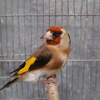 سهره ماده داغسر