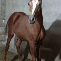 اسب|اسب و تجهیزات اسبسواری|شوش, |دیوار