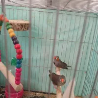 یک جفت فنج کینگ مولد