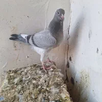 جوجه المانی|پرنده|مشهد, ادیب نیشابوری (شهرک غرب)|دیوار