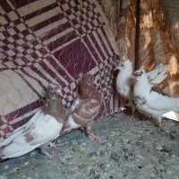 کفتر رنگه|پرنده|آیسک, |دیوار