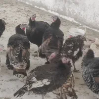 بوقلمون|حیوانات مزرعه|مشهد, همت آباد|دیوار