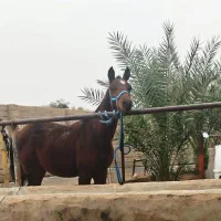 فروش کره نریون عرب خالص با خط خونی کورسی|اسب و تجهیزات اسبسواری|اهواز, دغاغله|دیوار