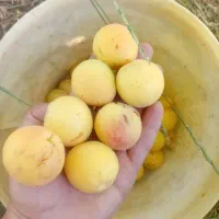 زردالو شیرین ابدار