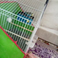 یک جفت مرغ عشق مولد تخم گزارش سالم|پرنده|اسفراین, |دیوار