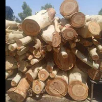 مشارکت در پروژه هزار  میلیاردی|خدمات باغبانی و درختکاری|تهران, آرژانتین|دیوار