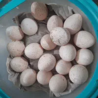 تخم بوقلمون|حیوانات مزرعه|ایذه, |دیوار