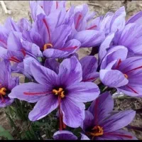 بهترین نمونه گل زعفران تازه