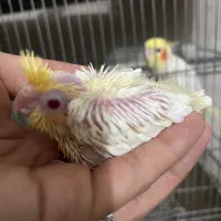 جوجه عروس هلندی|پرنده|قم, امامزاده ابراهیم|دیوار