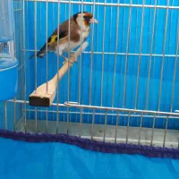 سهره ماده|پرنده|قروه, |دیوار