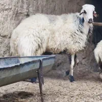 فروش ویژه شگفت انگیز قوچ هترو نر همووبره|حیوانات مزرعه|بجنورد, |دیوار