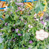 عرق امن کومنجی( پنیرک)