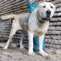 آلابای روسی ماده دمه فحل|سگ|تهران, تهرانپارس شرقی|دیوار