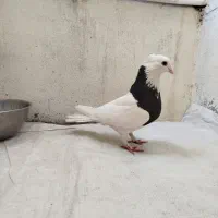 طوقی
