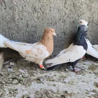 تعدادی کبوتر رنگی درجه ۱