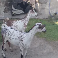 بزصلاله|حیوانات مزرعه|بندرعباس, |دیوار