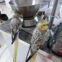 عروس هلندی