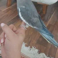 ماده یک ساله فول رام|پرنده|بابل, |دیوار