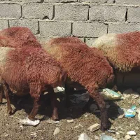 10رئس میش داشتی جوان سالم سرحال