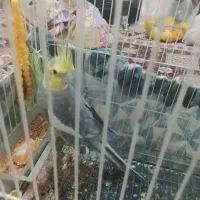 عروس هلندی نر|پرنده|بناب, |دیوار