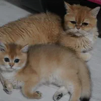 گربه ی بریتیش|گربه|تهران, آسمان|دیوار