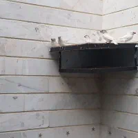 عروس هلندی  و فنج گلدین|پرنده|اردبیل, |دیوار