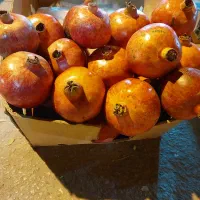 انار درجه یک شیراز